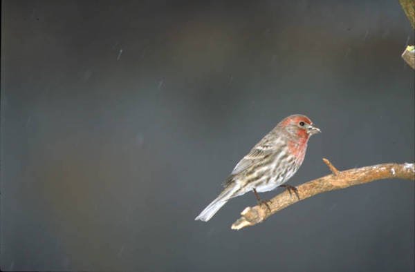Male House Finch on bare branch in snow