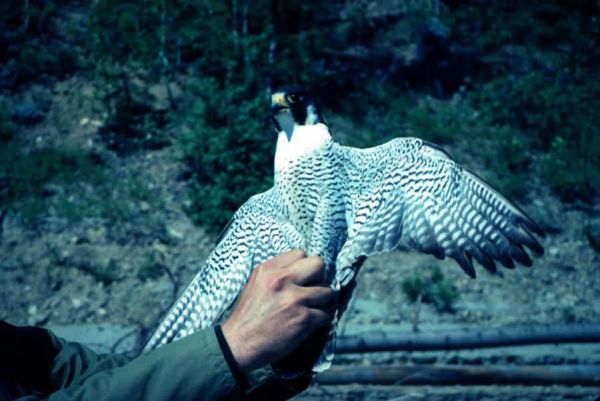 A Peregrine Falcon, wings spread, held by a biologist