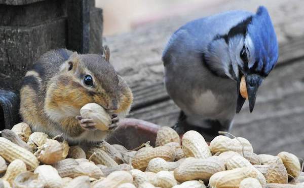 Chipmunk and blue jay eating peanuts