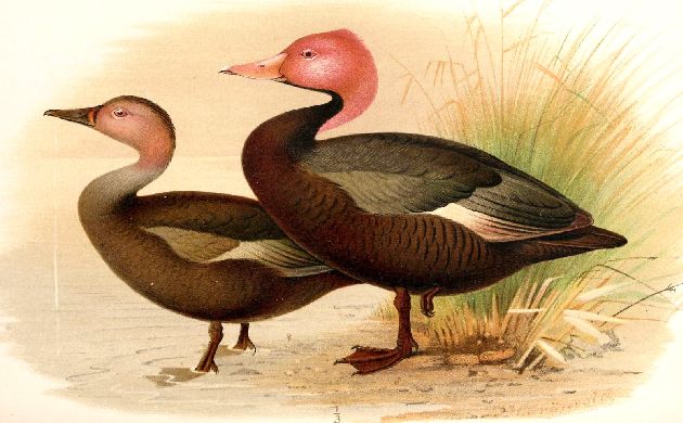 Pink-headed Duck illustrated by Henrik Gorvald
