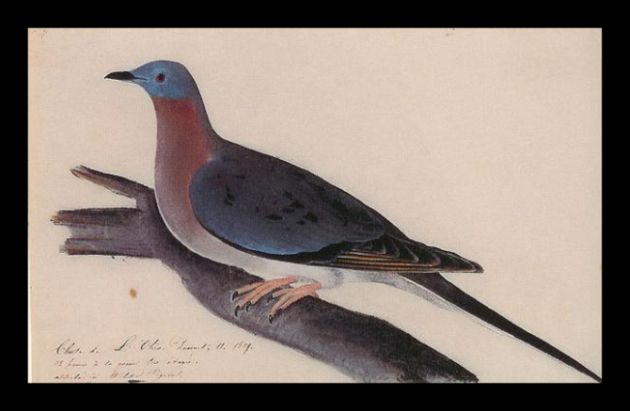 Passenger Pigeon sketch by Audubon