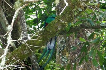 resplendent-quetzal-hiding