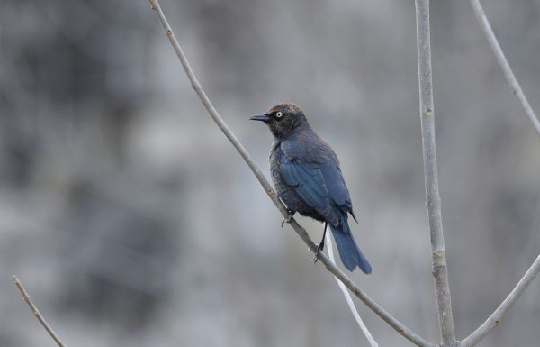 Rusty blackbird on bare branch