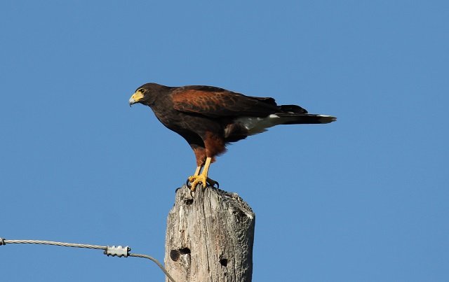 Birding under Clouds of Uncertainty: Santa Ana NWR - 10,000 Birds