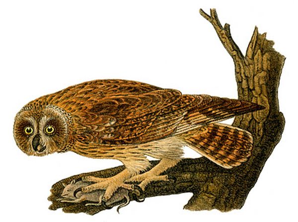 Drawing of short-eared owl on tree with prey, after Audubon