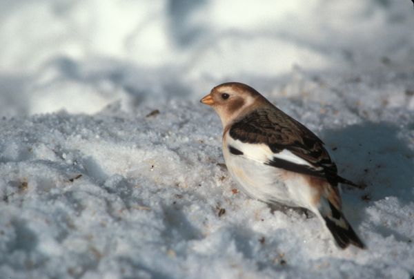 Snow Bunting in basic plumage on snowy background.