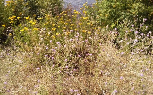 Spotted knapweed and tansy on the bank of the Clark Fork River