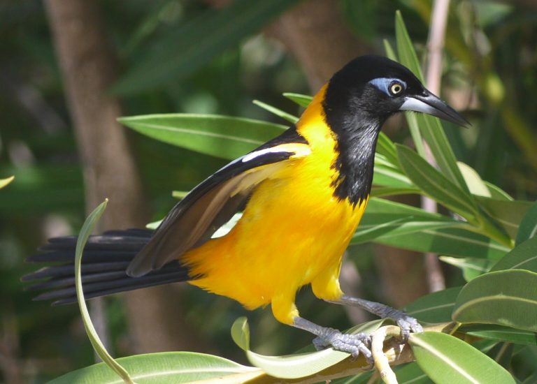 What is the National Bird of Venezuela? - 10,000 Birds