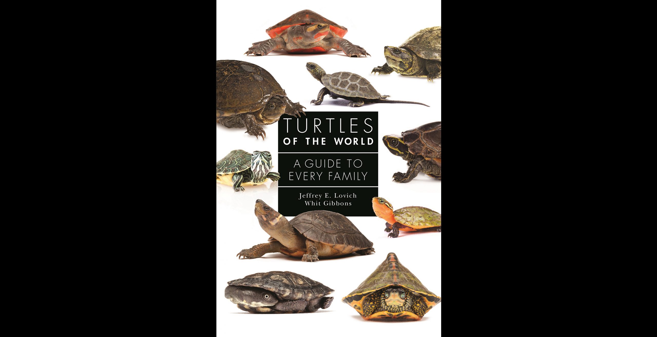 In a world of frogs and tortoises