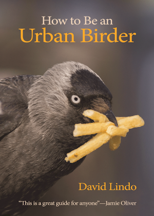 Jackdaw with french fries