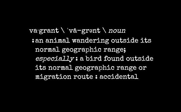 Birding Terms and Dictionary Definitions: Vagrant