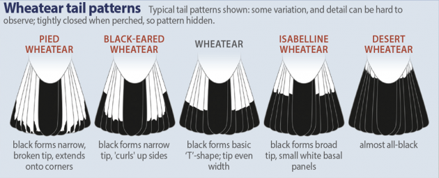 wheatear-tail-patterns400h