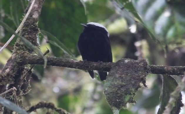 white-crowned manakin male