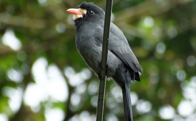 White-fronted Nunbird Costa Rica