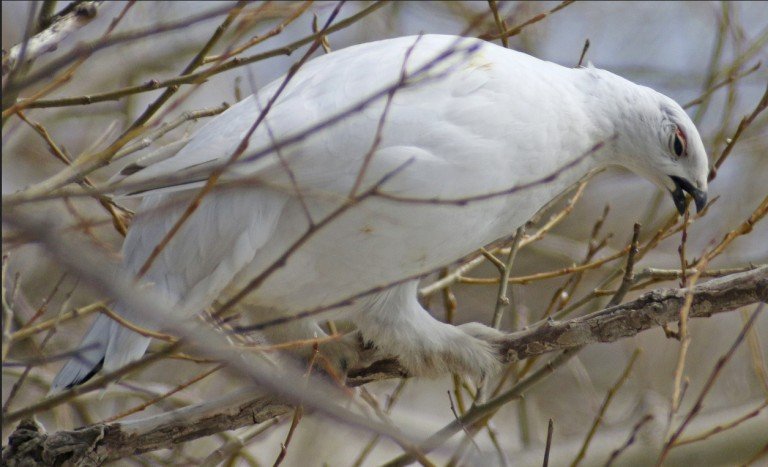 willow ptarmigan, alaska, state bird, birding
